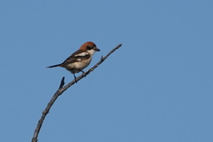 Lanius senator senator