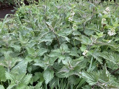 Urtica dioica