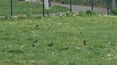 Sturnus vulgaris