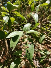 Miconia chamissois