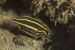 Goldenstriped Soapfish photo 3