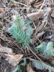 Oxytropis strobilacea