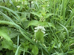 Lamium album