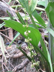 Echinodorus subalatus