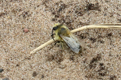 Colletes cunicularius