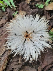 Pseudobombax septenatum