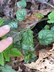 Lamium galeobdolon