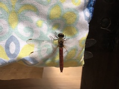 Sympetrum gilvum