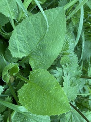 Cicerbita macrophylla