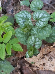 Lamium galeobdolon