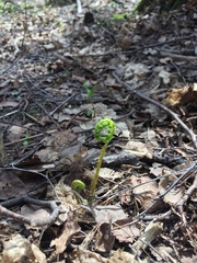 Athyrium filix-femina