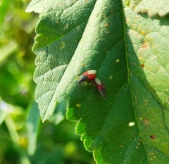 Oxycarenus lavaterae