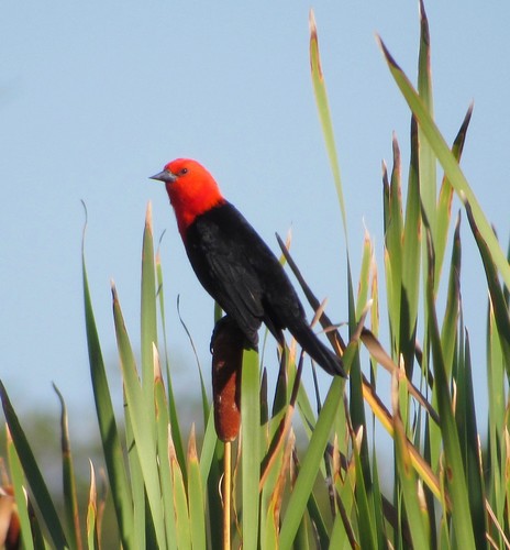Amblyramphus holosericeus