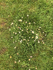 Bellis perennis