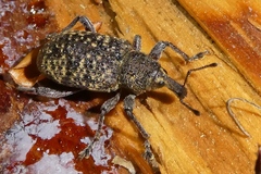 Hylobius excavatus