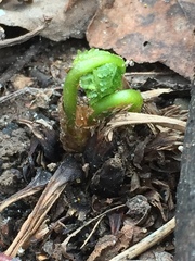 Athyrium filix-femina