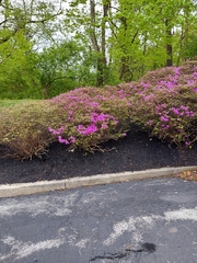 Rhododendron mucronulatum