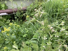 Anthriscus sylvestris