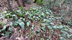 Pleurothallis phalangifera