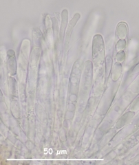 Moellerodiscus capillipes