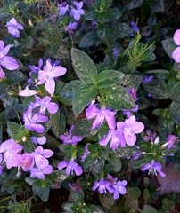 Barleria obtusa
