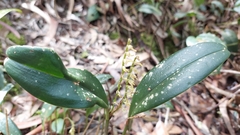 Pleurothallis phalangifera