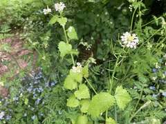 Alliaria petiolata