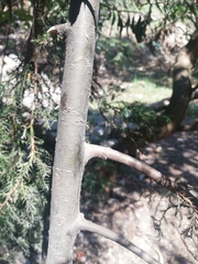 Tracheophyta
