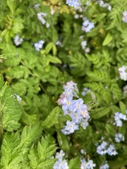 Myosotis sylvatica
