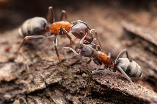 Small-headed tree ant