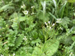 Cardamine hirsuta