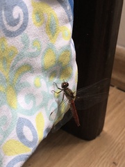Sympetrum gilvum