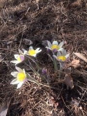 Pulsatilla patens