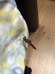 Sympetrum gilvum