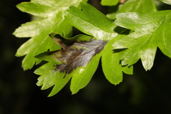 Monilinia johnsonii