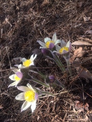 Pulsatilla patens
