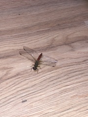 Sympetrum gilvum