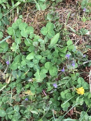 Glechoma hederacea