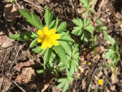 Anemonoides ranunculoides