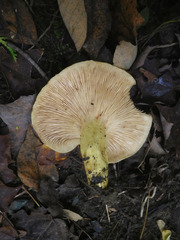 Lactarius aspideus