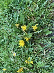 Taraxacum officinale