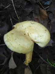 Lactarius aspideus
