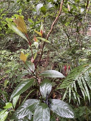 Hedycarya angustifolia