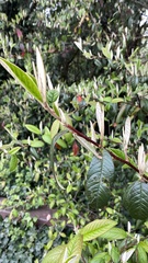 Cotoneaster salicifolius