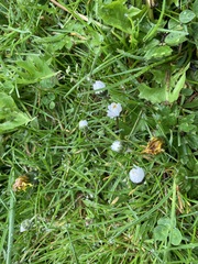 Bellis perennis
