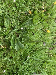 Plantago lanceolata