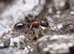 Temnothorax semiruber