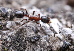 Temnothorax semiruber
