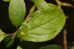 Eriophyes similis