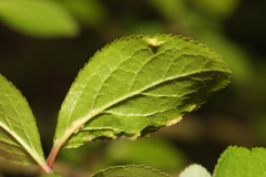 Eriophyes similis